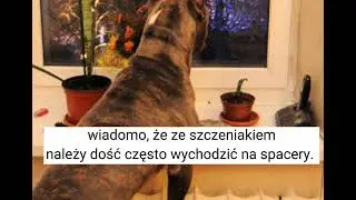 w jakich godzinach wychodzić z psem na spacer w trakcie sylwestra? 🐕