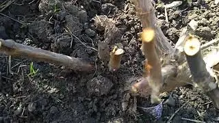Как восстановить почерневшие Розы.