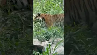 Malayan Tiger - #malayan #tiger #sandiego #zoo #california #usa #big #cat #animals #animal #malaysia