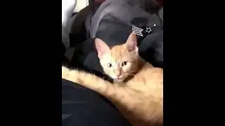 Kitten shows language strange host