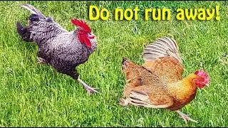 The cheerful life of roosters and hens. Silver rooster.