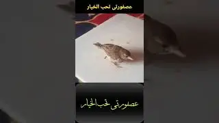عصفورتى تحب الخيار