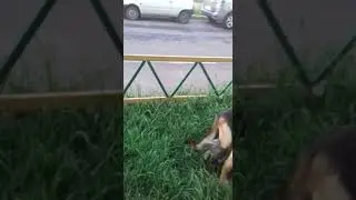 Дакота