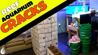 Owning a Fish Store - A Week in the Life of Fish Store Owner