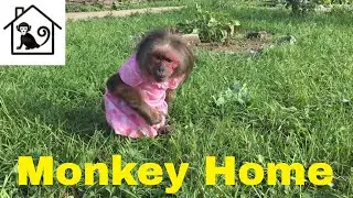 Funny animals-Motya remembered her youth ( Pet monkey)