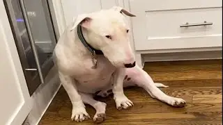 English Bull Terrier are Awesome! Funny and Cute Dog Videos 😍