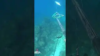 underwater sharpshooter big mackerel 