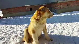 в питомнике есть свободные щенки