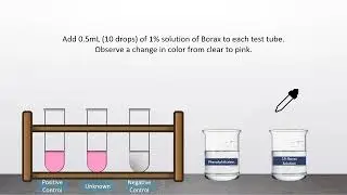 Exp 26 (Shriner Book): Borax Test