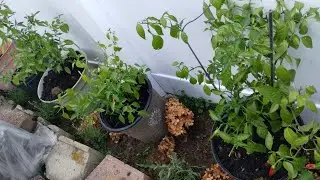 My chilli plants I keep inside over the winter are back outside