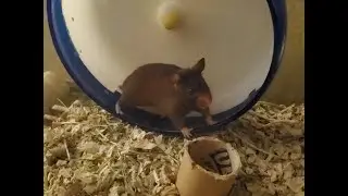 I bought a water jug for my hamster, now here's a video on it