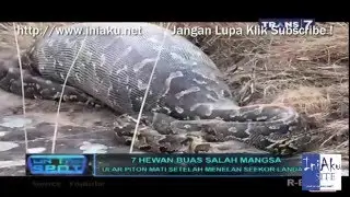 7 Hewan Buas Salah Mangsa On The Spot Terbaru Trans 7