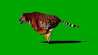 New Tiger Run 360 D Green Screen Video Footage Free 