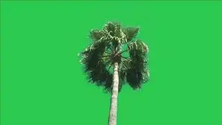 Tree green screen video, Green screen tree, tree green screen effect kinemaster, P-9