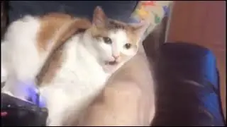До слёз