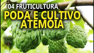 Atemoia Mudas, Podas e Cuidados16⁰ Encontro de Fruticultura entre Produtores em Jarinu SP