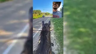 Could Cops Even Catch a Horse?