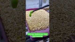 Как и чем поливать пшеницу под прижимом.