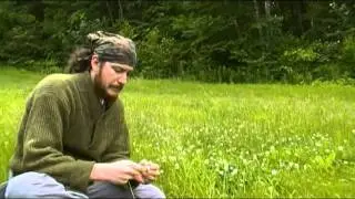 Foraging Edible Plants - White Clover | Wild Food