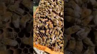 Две пчеломатки в одном нуклеусе