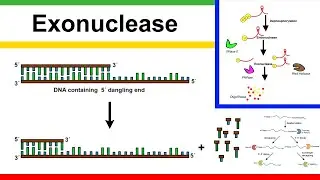 exonuclease