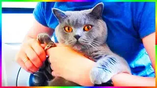 Вычёсываем шерсть стрижём когти коту Смешные животные🐱🐈