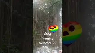 TREE WITH LONG HANGING BRANCHES | AMAZINGLY MIRA | #SHORT