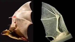 5 СТРАШНЫХ И МИФИЧЕСКИХ СУЩЕСТВ, СНЯТЫХ НА КАМЕРУ (ЧЕЛОВЕК-МОТЫЛЕК)