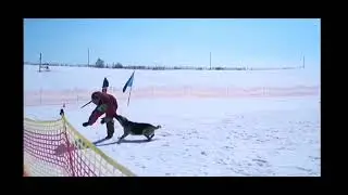 Инфинити - восточноевропейская овчарка.