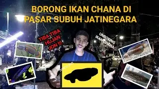 BORONG IKAN CHANA DI PASAR SUBUH JATINEGARA TIBA TIBA HUJAN !!!  II UNBOXING IKAN CHANA II TTB.2