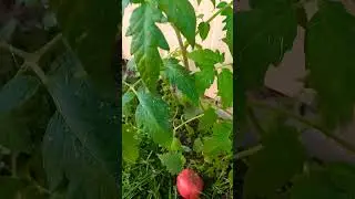 А дикарке все  нипочем🍅🍅🍅🍅🍅!!!!