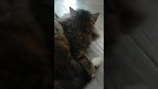 Кошка в отрубони!) #смешныевидео #кот #колыбельные #cat #animals #fanny