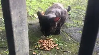 Stray cats eat dry food in front of an unused gate. Someone's cat is also eating?