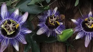 Саженцы пасифлоры