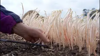 There is a good harvest of Zheergen in the countryside, so you can cut it directly with a kni