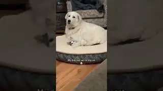 Два друга