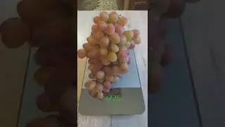 Наш первый виноград