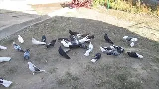 14 октября  ВАДИМ  КОТОВ     ОЧЕРЕТИНО