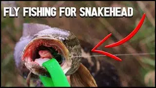 How to FLY FISH for SNAKEHEAD | Cast to Catch