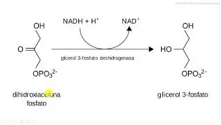 dihidroxiacetona fosfato glicerol 3-fosfato deshidrogenasa bioquímica
