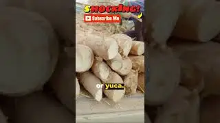 The Deadliest Foods in the World