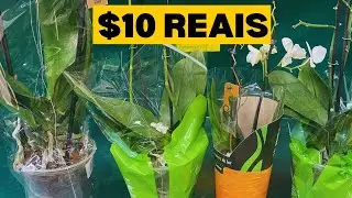 I PAID $10 REAIS FOR PHALAENOPSIS ORCHIDS | JD Orquídeas