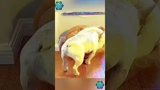 собаки улыбаки  