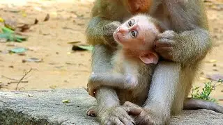 really pity baby, mommy monkey Libby grooming baby monkey Leo so hard activities, she takes care by