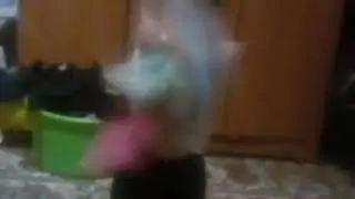 Три кота