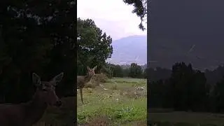 Muhteşem manzara ve dişi kızıl geyik 
