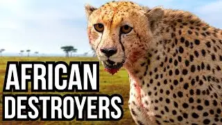 3 African Animals That Would Obliterate North American Ecosystems