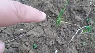 Пшеница после выпирания отходит!