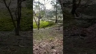 RC Car in the woods