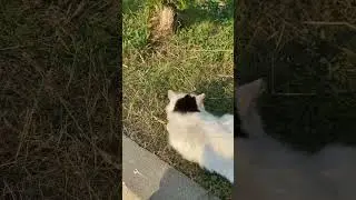 Stray dog